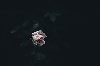 Flowers, Bush, Rose Flower, Rose, Petals, Bud HD wallpaper