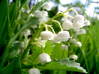 lilly of the valley, white, spring, forest, fragrance HD wallpaper