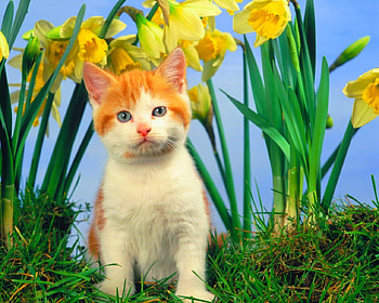 Cute cat, animals, cute, cat, flowers, pet HD wallpaper