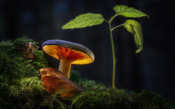 Mushrooms, nature, forest, macro HD wallpaper
