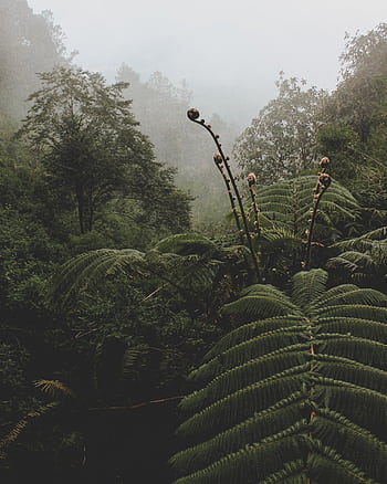 Explore the dense, mist-covered rainforest with lush green ferns and towering trees. HD phone wallpaper