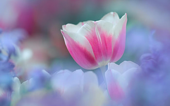 Perfect Garden, tulip, white, soothing, soft, colours, misty, spring, perfect, elegant, lavenders, pink, pretty, flower, romantic HD wallpaper