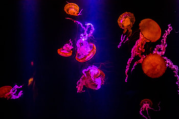Jellyfishes Underwater , jellyfish, underwater, animals, graphy HD wallpaper