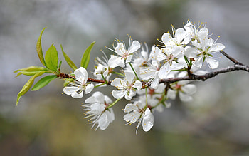 Spring, branch, white, flower, green, blossom HD wallpaper
