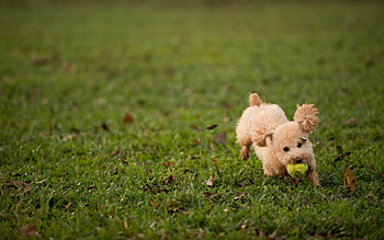 Animals, Grass, Dog, Toy, Ball HD wallpaper