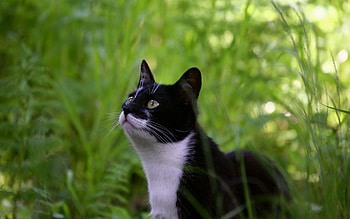 Animals, Cat, Muzzle, Shadow HD wallpaper