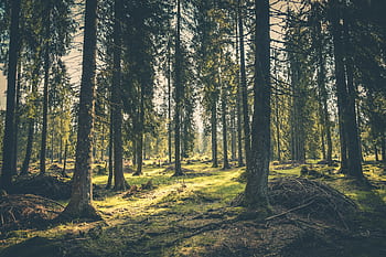 Tranquil forest with lush greenery and towering trees in Budureasa, Romania. HD wallpaper
