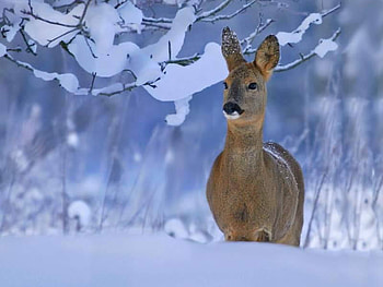 deer in the woods, in the woods, deer HD wallpaper