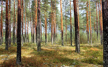 Forest, trees, nature, wood HD wallpaper
