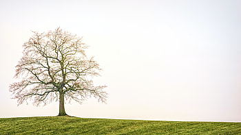A tree in a field, background, white, graphy, pretty, fields, , nature, minimalist HD wallpaper