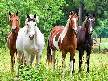 Animals, Horses HD wallpaper