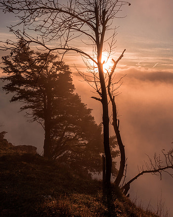 Nature, Trees, Sunset, Clouds, Fog HD phone wallpaper
