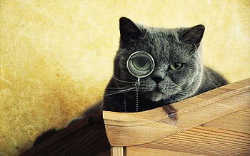 Animals, Cats HD wallpaper
