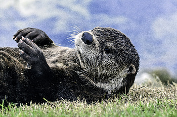 Animals, Grass, Lies, Muzzle, Blur, Smooth, Otter HD wallpaper