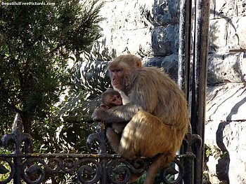 MOTHER AND CHILD, pair, baby, monkey, mum HD wallpaper