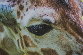 Animals, Muzzle, Giraffe, Eye HD wallpaper