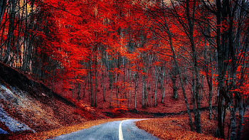 Red Forest, leaves, curve to the right, trees, autumn, road, beautiful, forest, mountain HD wallpaper
