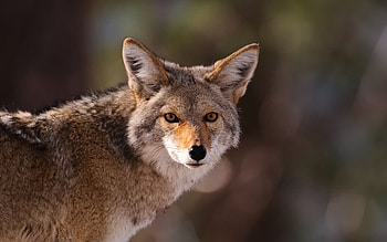 Coyote , Various backgrounds HD wallpaper