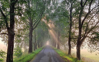 Birch Avenue, mist, avenue, sunbeams, Latvia, birches, road HD wallpaper