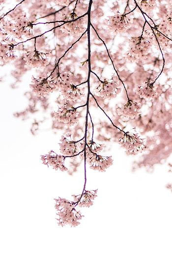 Blossom, pink flowers, tree branch HD phone wallpaper
