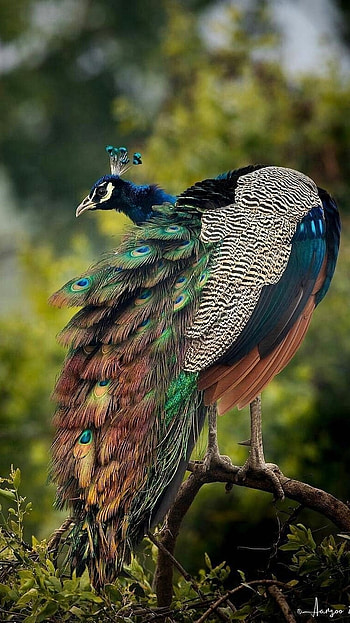 Peacock, Peacock Beautiful Peacock HD phone wallpaper