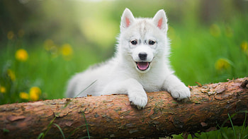Happy Puppy, dog, puppy, white, log HD wallpaper