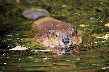 Beaver HD wallpaper