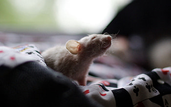Animals, Shadow, Rodent, Climb, Rat HD wallpaper