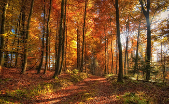 Fall forest path, nature, forest, path, fall HD wallpaper