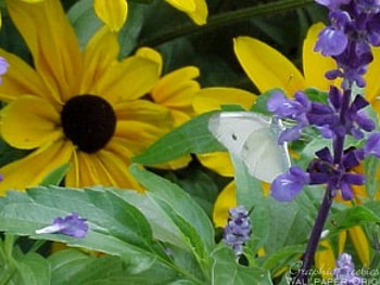 butterfly on flower, butterfly, daisey, pretty, flower HD wallpaper