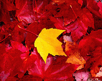 Lone Yellow Leaf ~ For Jacqeline., fall, leaves, lone, field, yellow, red, trees, autumn, nature, leaf HD wallpaper