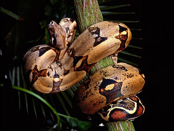 snake wrapped around a branch, animal, snake, branch, coloring HD wallpaper