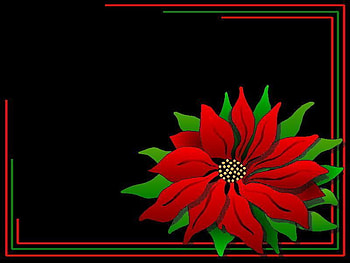 Poinsettia, abstract HD wallpaper