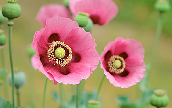 Animals, Flowers HD wallpaper
