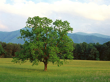 Nature, Mountains, Summer, Wood, Forest, Tree, Branches, Branch, Field, Lonely HD wallpaper