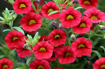 Red Calibrochoa Flowers, flowers, lovely, calibochoa, red HD wallpaper