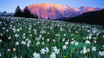 Mountain Meadow in Austria, spring, dandelions, blossoms, landscape, trees, alps HD wallpaper