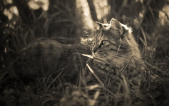 Animals, Grass, Cat, Fluffy, Stroll HD wallpaper