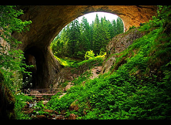 Green Trees, trees, beautiful, , green HD wallpaper
