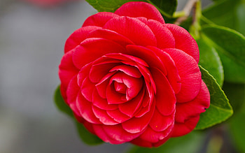 Camellia japonica, Perfect plant, Vibrant blooms, Garden beauty HD wallpaper