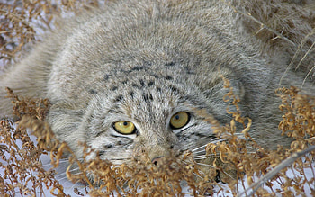 Animals, Grass, Lie, To Lie Down, Hide, Pallas' Cat, Manul HD wallpaper