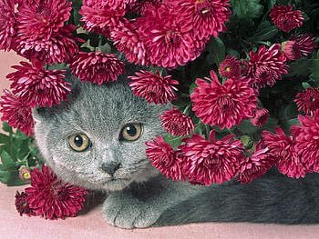 Animals, Flowers, Cat, Muzzle, Sight, Opinion HD wallpaper