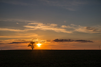 Nature, Sunset, Sky, Clouds, Horizon, Wood, Tree, Lonely, Alone HD wallpaper