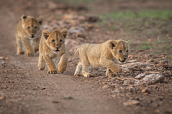 Lion Cub Trio — Quad, cub, Animal, lion HD wallpaper