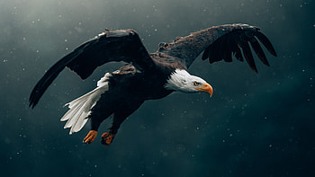 Bald Eagle Flying , bald-eagle, eagle, birds HD wallpaper