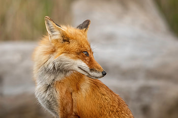red fox, Animal, fox HD wallpaper