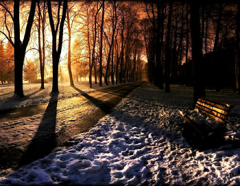 winter avenue, trees, road, sun, snow HD wallpaper