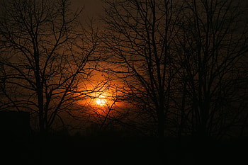 Trees, Sunset, Sky, Sun, Dark, Branches HD wallpaper