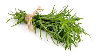Tarragon herb, Archaeology of herbs, Tarragon chefs mandala, Tarragon name HD wallpaper