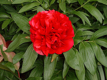 Deep Red, peony, blooms, graphy, foliage HD wallpaper